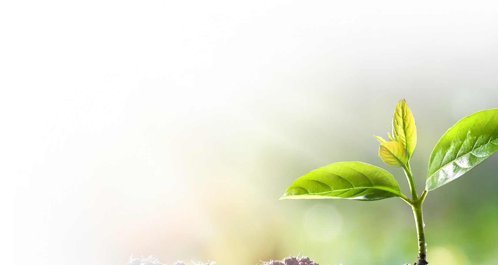 Green card background